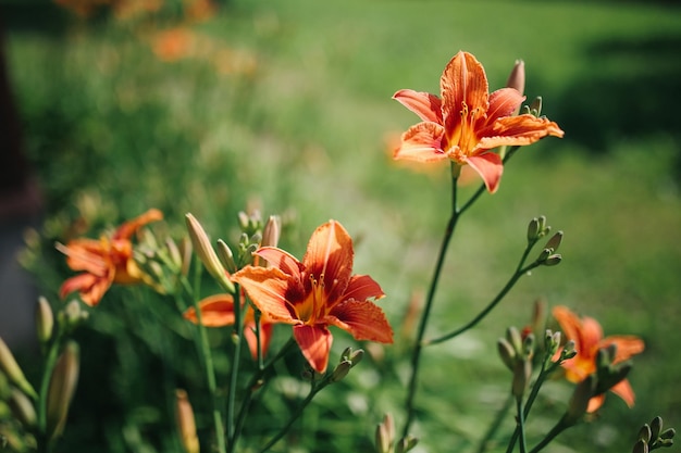 Photo de fleurs et de plantes lumineuses et estivales