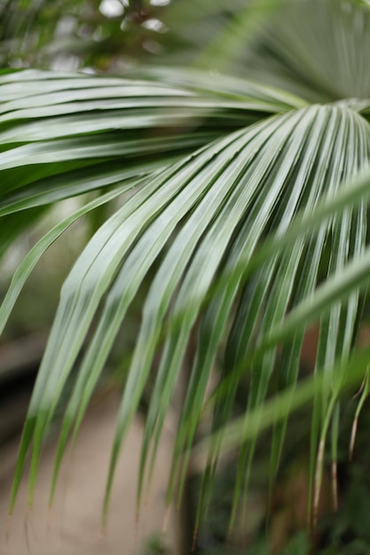 Photo de fleurs et de plantes lumineuses et estivales