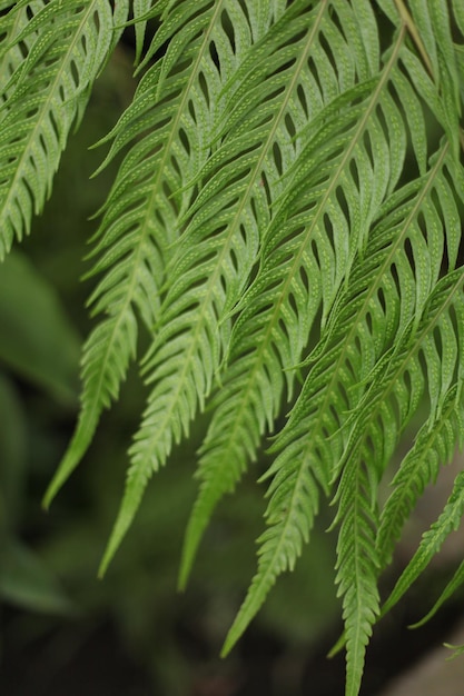 Photo de fleurs et de plantes lumineuses et estivales