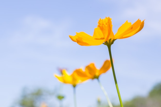 Photo de flou de belle fleur de cosmos jaune