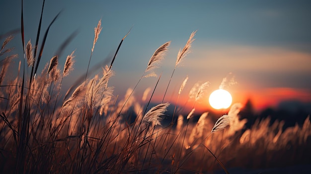 Photo de flou total floue floue d'une superbe interprétation de côtelettes d'herbe colorées