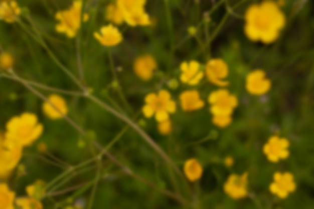 Photo floue de fleurs jaunes dans un champ