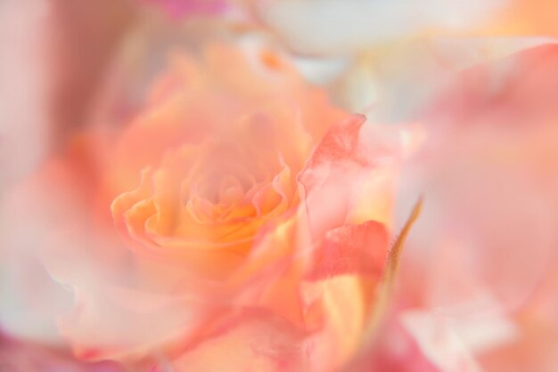 photo de fond abstrait floral rose