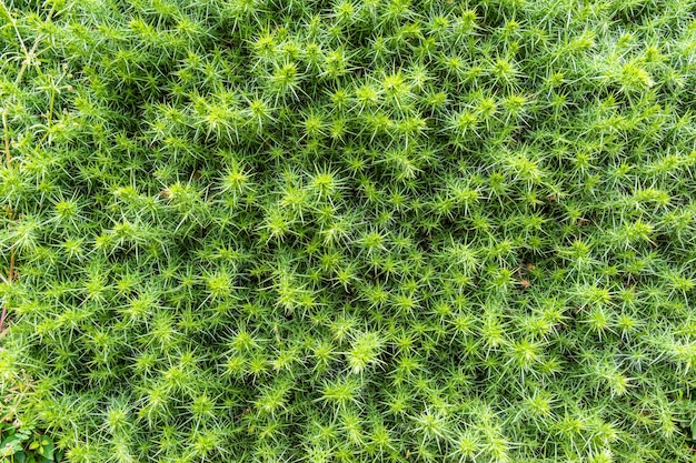 Photo de fond de buisson épineux vert. Plante faite de fond.