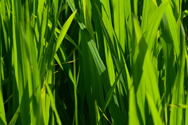 photo de fond du beau riz vert dans les rizières