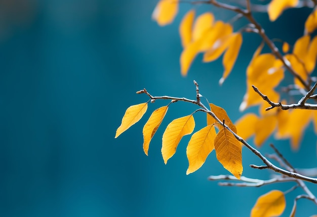 Photo de fond de feuilles en gros plan