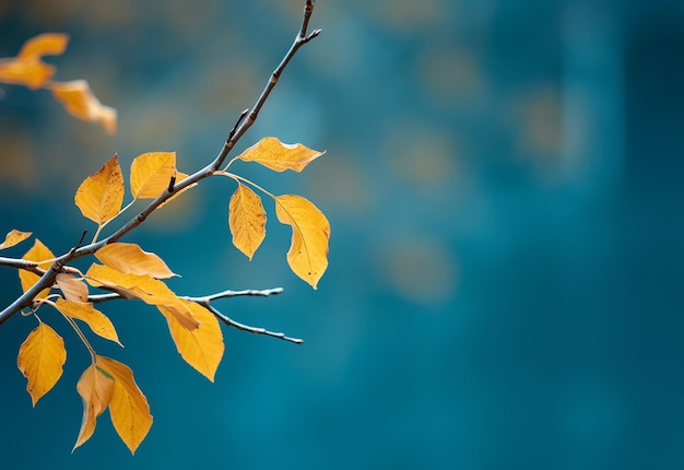 Photo de fond de feuilles en gros plan