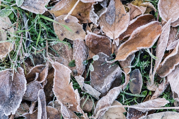 Photo de fond avec de la glace au feuillage et à l'herbe