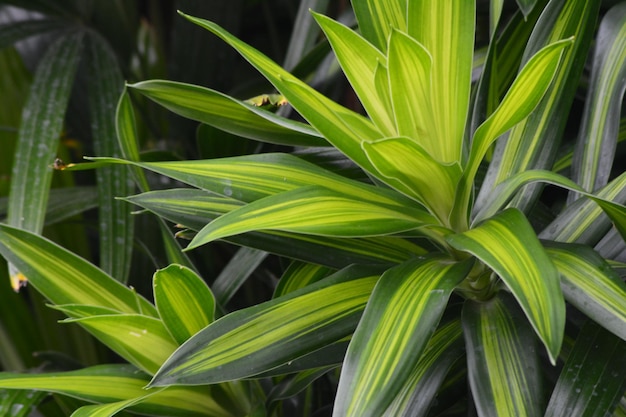 photo de fond de plantes à feuilles tropicales