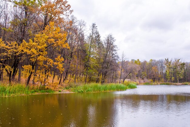 Photo de forêt d'automne orange avec des feuilles près du lac