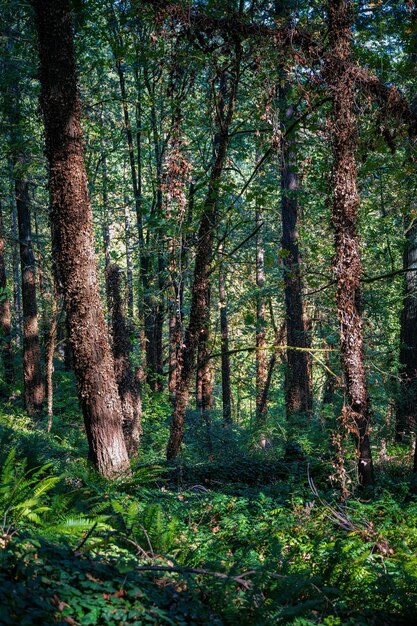 Photo d'une forêt en été Photo