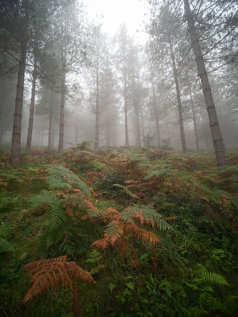 Photo photo d'une forêt mystérieuse avec du brouillard en automne