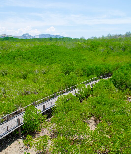 Photo de forêts de mangrove dans les pays tropicaux