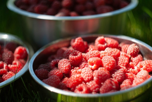 Photo de framboise dans le jardin