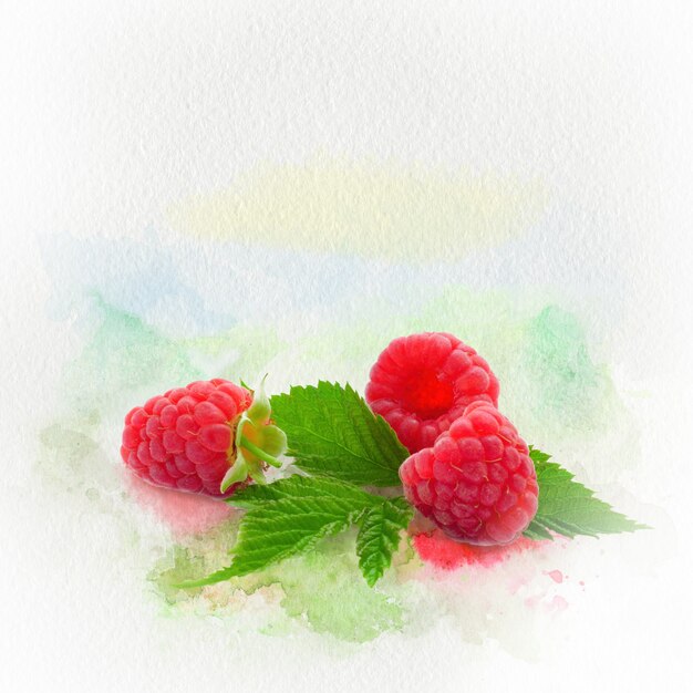 Photo de framboises sur fond peint à l'aquarelle avec la texture du papier. Une série de fruits à l'aquarelle.