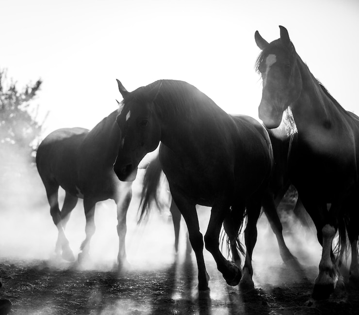 Photo une photo en gamme de gris d'un groupe de beaux chevaux bruns sur un champ en hongrie