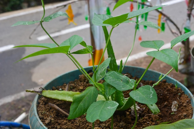 Photo photo des graines de la plante de haricots longs vigna unguiculata ssp sesquipedalis