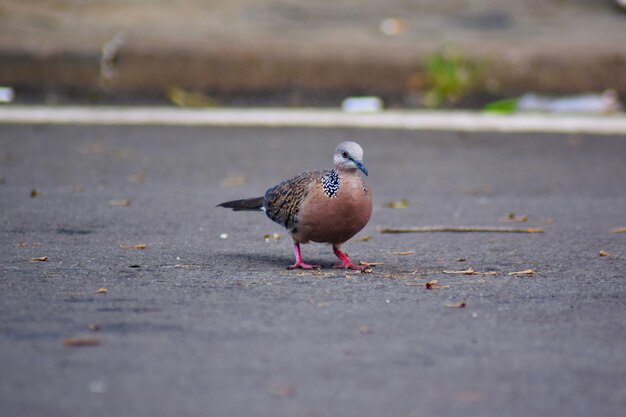 Une photo gratuite en gros plan d'une colombe tachetée sur la route