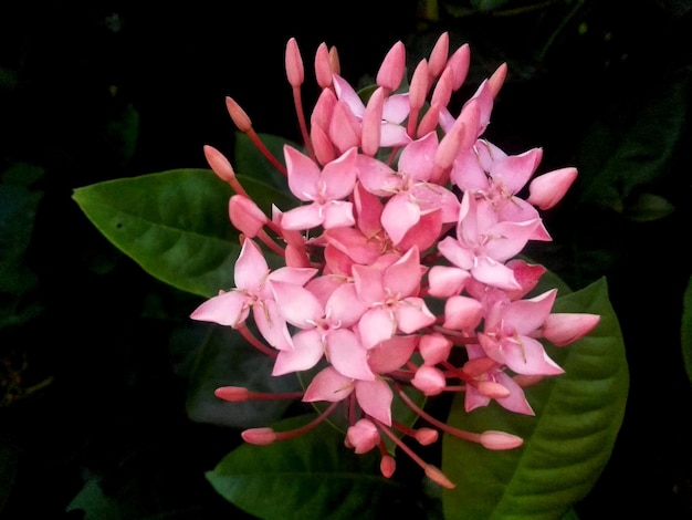 Photo gratuite ixora rouge sur fond de nature