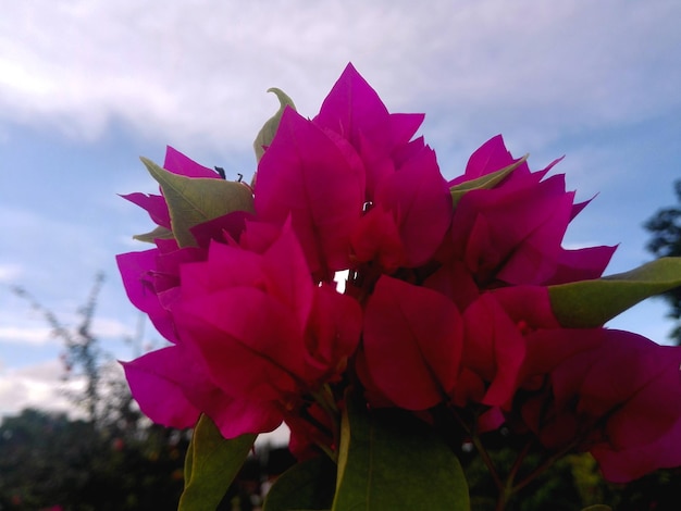 Photo gratuite vraie fleur de bougainvillier rose