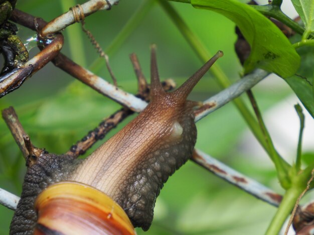 Photo d'un gros escargot perché sur un grillage.