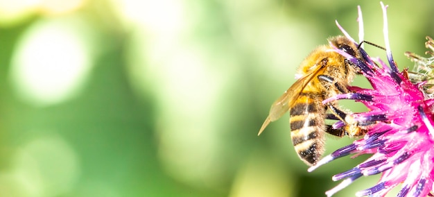 Photo en gros plan d'une abeille recueillant du nectar sur des fleurs de chardon ou de bardane.