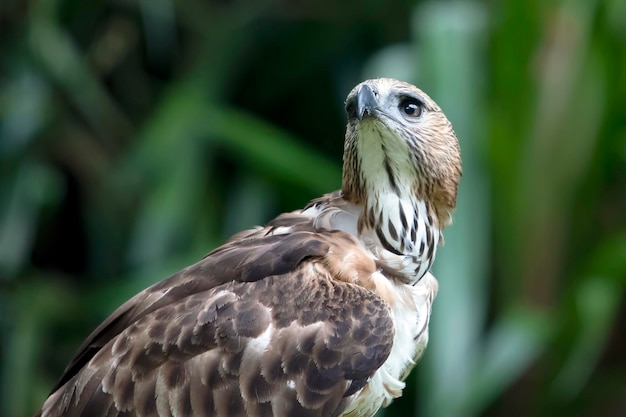 Photo en gros plan d'un aigle