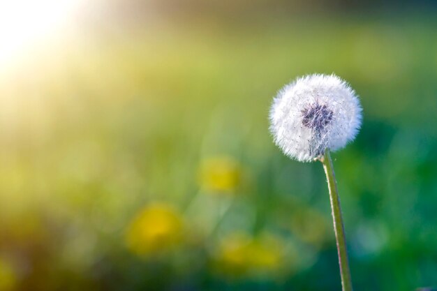 Photo gros plan de beau pissenlit de fleur gonflée blanche exagérée avec de minuscules graines noires se tenant seul sur une tige haute sur un flou vert flou. Beauté et tendresse du concept de la nature.