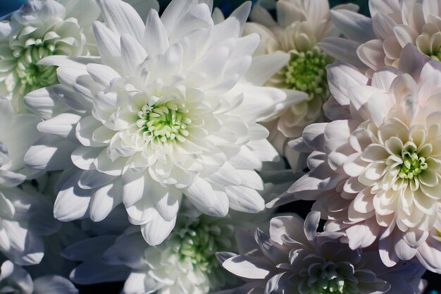 Une photo gros plan d'un bouquet de fleurs de chrysanthème fond floral