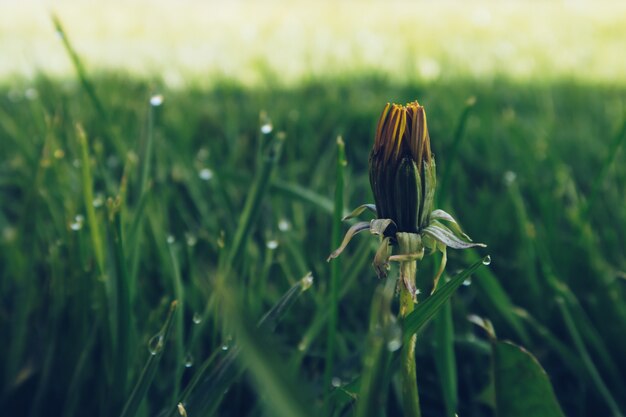 Photo en gros plan d'un bourgeon de pissenlit fermé sur fond flou d'herbe verte