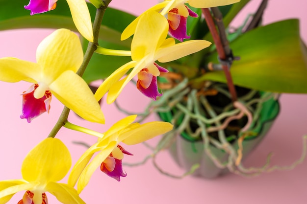 La photo en gros plan d'une branche d'orchidée en fleurs jaunes