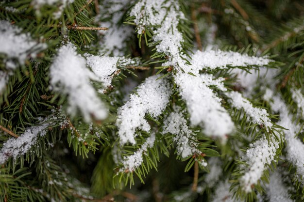 Photo gros plan d'une branche de sapin recouverte de neige