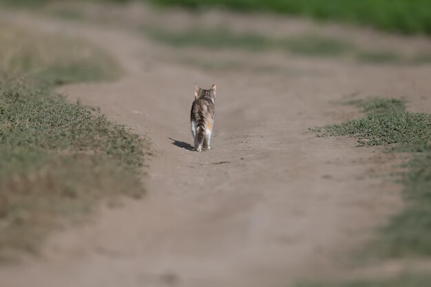 Photo en gros plan d'un chat tricolore (chat) sur une route de campagne