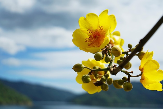 La photo en gros plan de coton jaune, arbre de coton de soie