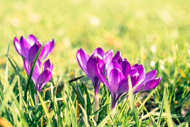 Une photo en gros plan des crocus dans le parc