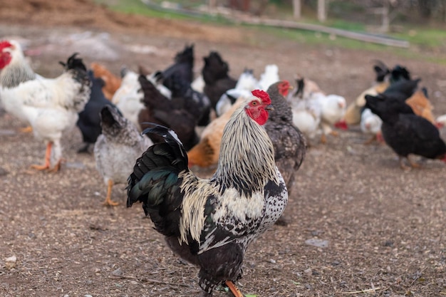 La photo en gros plan du coq et des poulets