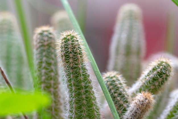 Photo gros plan d'Echinopsis chamaecereus Cactus communément appelé cactus cacahuète