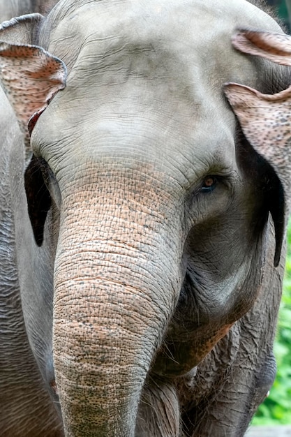 Photo en gros plan d'éléphant de Sumatra