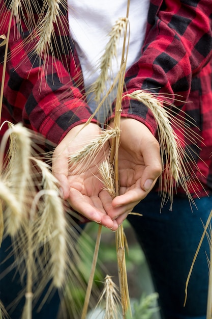 Photo gros plan d'épis de blé mûr dans les mains