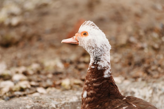 Photo en gros plan à l'extérieur d'un visage de canard à tête blanche regardant la caméra La couleur dominante est le brun