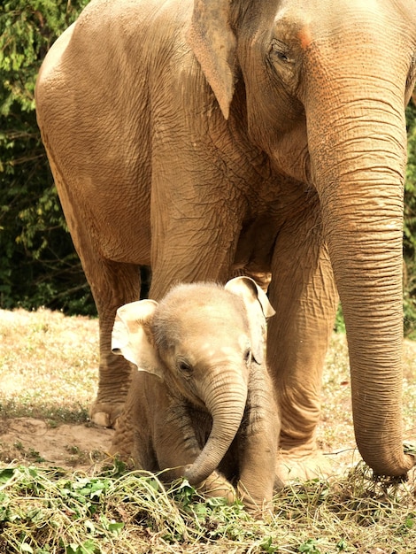 La photo en gros plan de la famille des éléphants