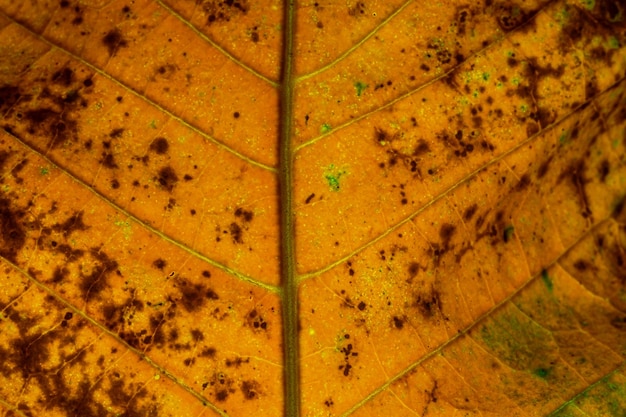 La photo en gros plan de la feuille d'automne avec des couleurs vives et de la textureCouleur de la feuille d'automne