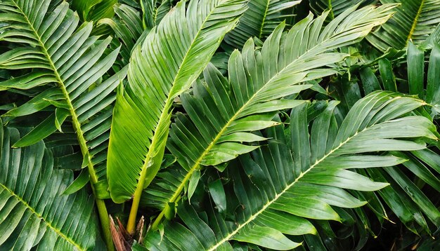 Photo photo en gros plan d'une feuille de palmier tropical vert foncé générée par l'ia