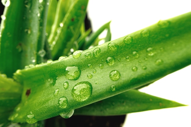 La photo en gros plan de feuilles succulentes avec des gouttes d'eau