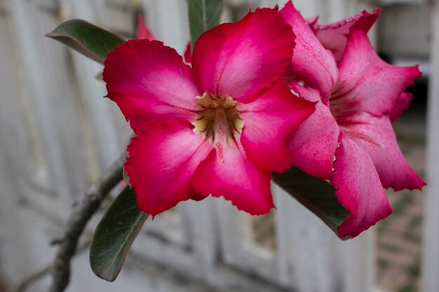 Photo gros plan de fleur d'adénium