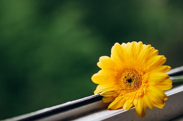 Photo en gros plan d'une fleur de gerbera jaune sur une fenêtre à la lumière du jour Bannière naturelle avec fleur de fleurs sur fond vert avec pluie Concept de tendance majeure avec espace de copie