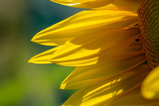 Photo en gros plan d'une fleur d'Helianthus en fleurs par une journée ensoleillée d'été