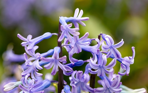 La photo en gros plan de fleur de jacinthe