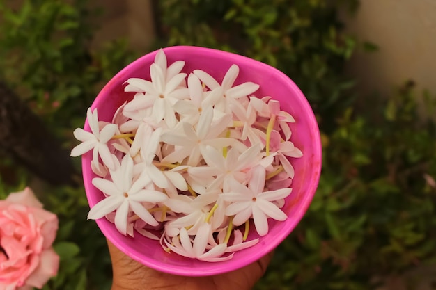 Une photo en gros plan d'une fleur de jasmin blanc dans un bol