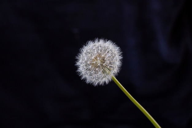 La photo en gros plan de fleur de pissenlit blanc, pissenlit flétri